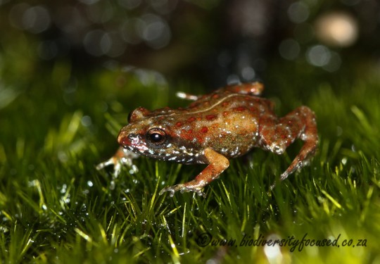 Bainskloof Moss Frog (Arthroleptella bicolor)