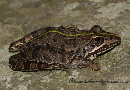 Common River Frog (Amietia delalandii)