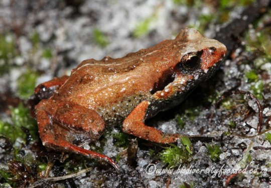 De Villiers Moss Frog (Artroleptella villiersi)