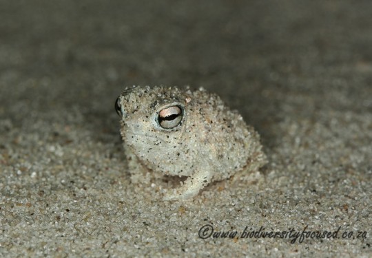 Desert Rain Frog (Breviceps macrops)