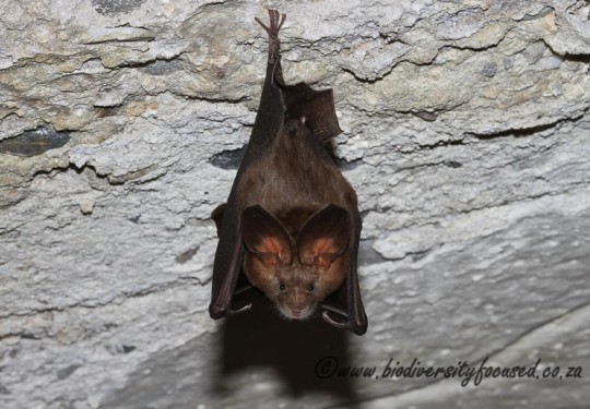 Egyptian Slit-faced Bat (Nycteris thebaica)