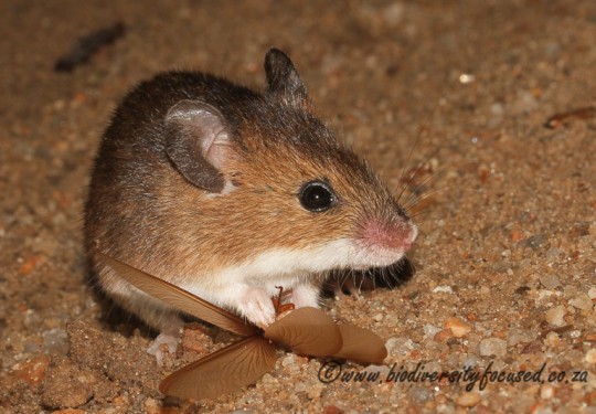 Fat Mouse (Steatomys pratensis)