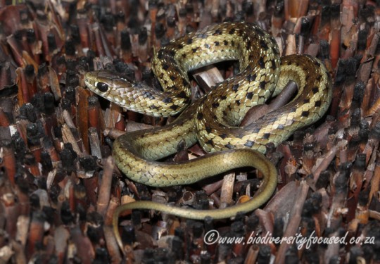 Many-spotted Snake (Amplorhinus multimaculatus)