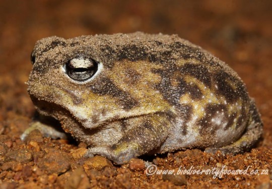 Namaqua Rain Frog (Breviceps namaquensis) 
