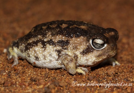 Namaqua Rain Frog (Breviceps namaquensis) 