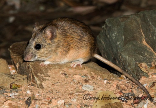 Namaqua Rock Mouse (Micaelamys namaquensis)