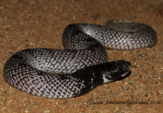 Shovel-nosed Snake (Aspidelaps scutatus scutatus)