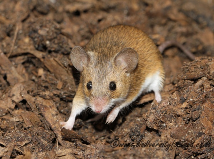 Pygmy Mouse (Mus minutoides)
