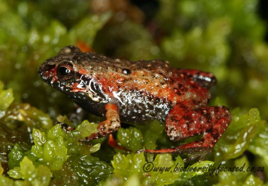 Drewes Moss Frog (Athroleptella drewesii)