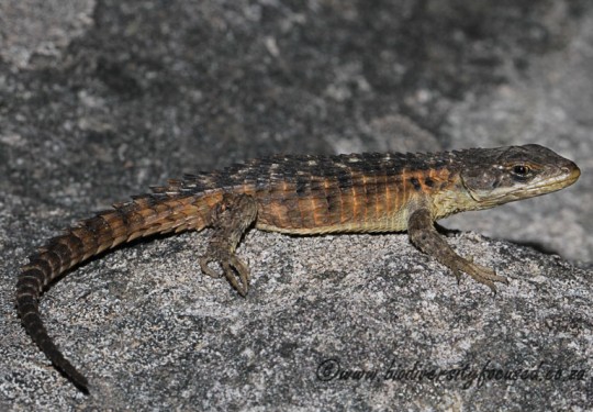 Cape Girdled Lizard (Cordylus cordylus)