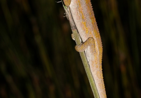 Elandsberg Dwarf Chameleon (Bradypodion taeniabronchum)