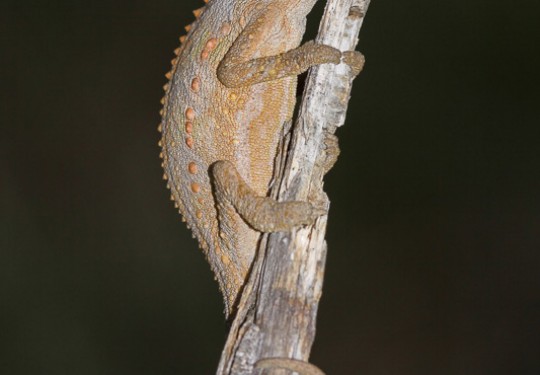 Knysna Dwarf Chameleon (Bradypodion damaranum)