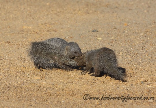 Small Grey Mongoose (Galerella pulverulenta) fight