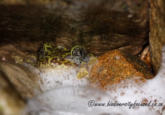 Table Mountain Ghost Frog (Heleophryne rosei)
