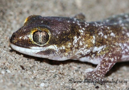 Austens Gecko (Pachydactylus austeni)