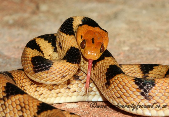 Beetzs Tiger Snake (Telescopus beetzii) 
