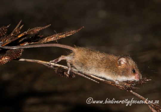 Brants Climbing Mouse (Dendromus mesomelas)