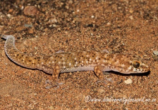 Cape Gecko (Pachydactylus capensis)