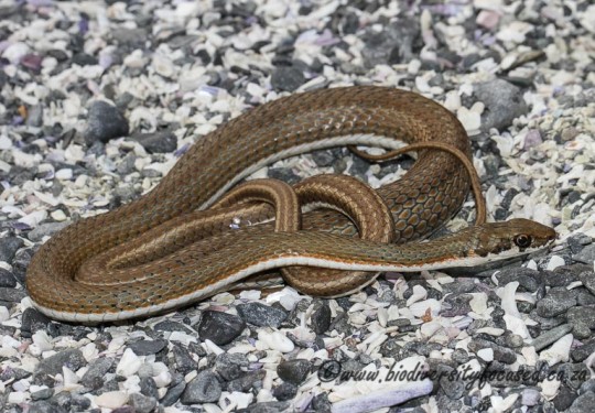 Karoo Sand Snake (Psammophis notostictus)