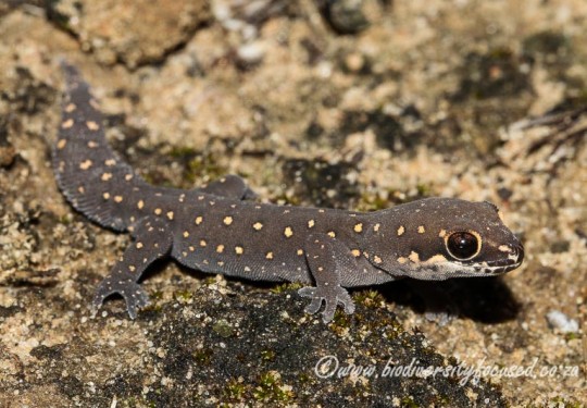 Ocellated Thick-toed Gecko (Pachydactylus geitje)