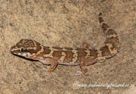 Southern Rough Gecko (Pachydactylus formosus)