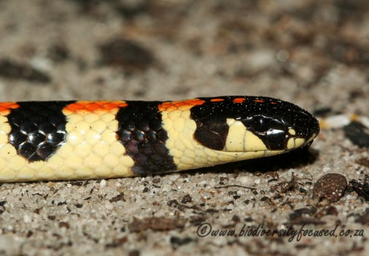 Spotted Harlequin Snake (Homoroselaps lacteus)