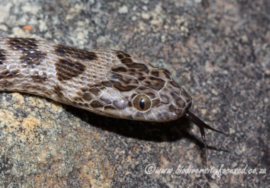 Spotted Rock Snake (Lamprophis guttatus)