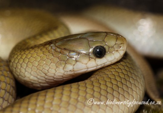 Yellow-bellied Snake (Lamprophis fuscus)