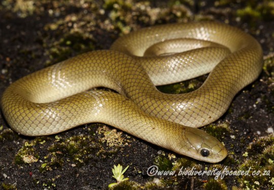 Yellow-bellied Snake (Lamprophis fuscus)