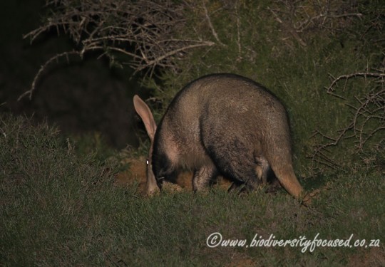 Aardvark (Orycteropus afer)