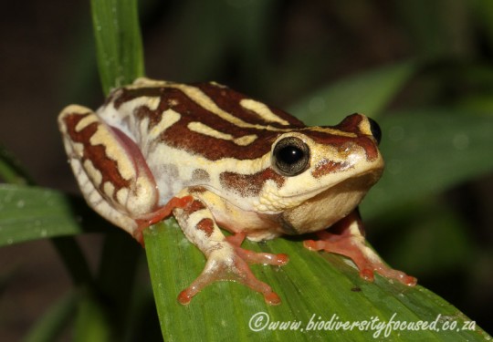 Angolan Reed Frog (Hyperolius parallelus)