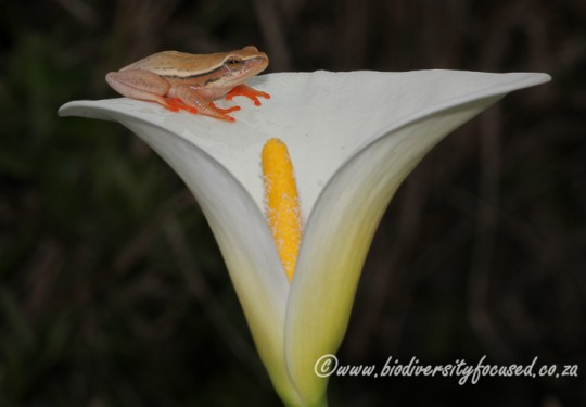 Arum Lily Frog (Hyperolius horstockii)