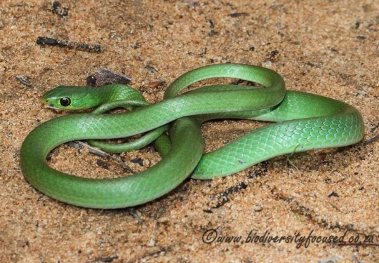 Green Water Snake (Philothamnus hoplogaster)