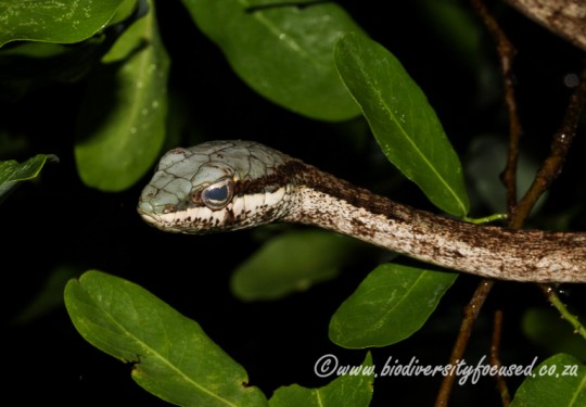 Eastern Twig Snake (Thelotornis mossambicanus) 