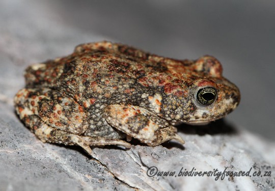 Hoeschs Pygmy Toad (Poyntonophrynus hoeschi)