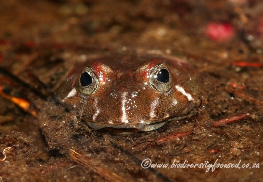 Montane Marsh Frog (Poyntonia paludicola)