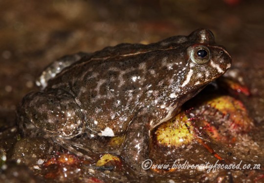Montane Marsh Frog (Poyntonia paludicola)