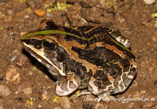 Ornate Toad (Hildebrandtia ornata)