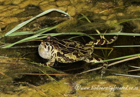 Western Leopard Toad (Sclerophrys pantherina)