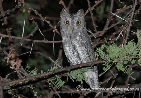 African Scops-Owl (Otus senegalensis)