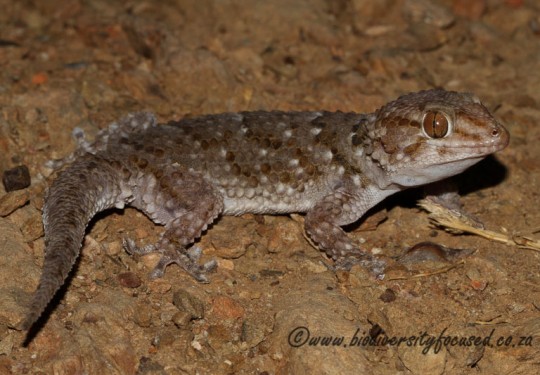 Bibrons Gecko (Chondrodactylus bibronii)