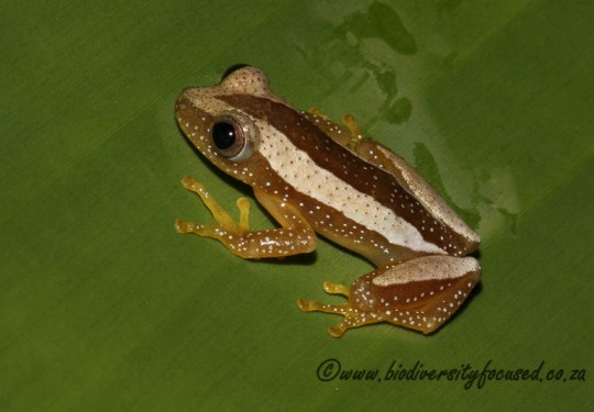 Greater Leaf-folding Frog (Afrixalus fornasinii)