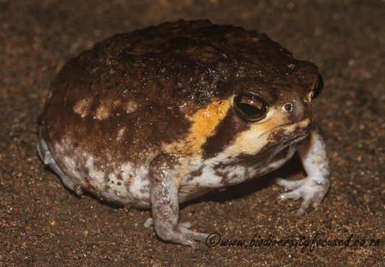 Mozambique Rain Frog (Breviceps mossambicus)