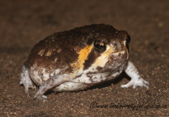 Mozambique Rain Frog (Breviceps mossambicus) 