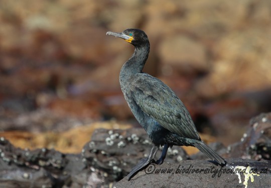 Cape Cormorant (Phalacrocorax capensis)