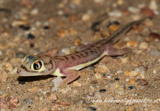 Namib Web-footed Gecko (Pachydactylus rangei)