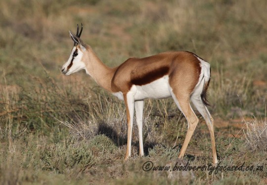 Springbok (Antidorcas marsupialis)