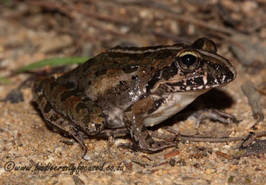 Clicking Stream Frog (Strongylopus grayii)