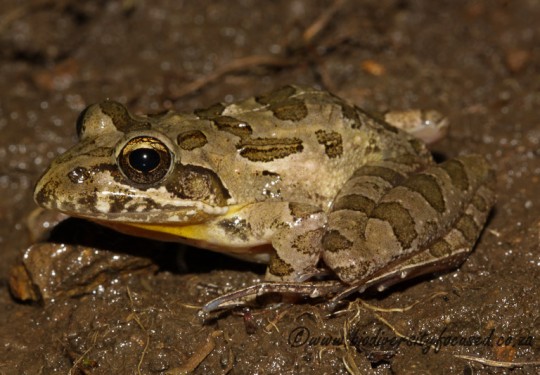 Clicking Stream Frog (Strongylopus grayii)