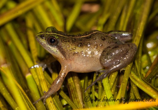 Micro Frog (Microbatrachella capensis)
